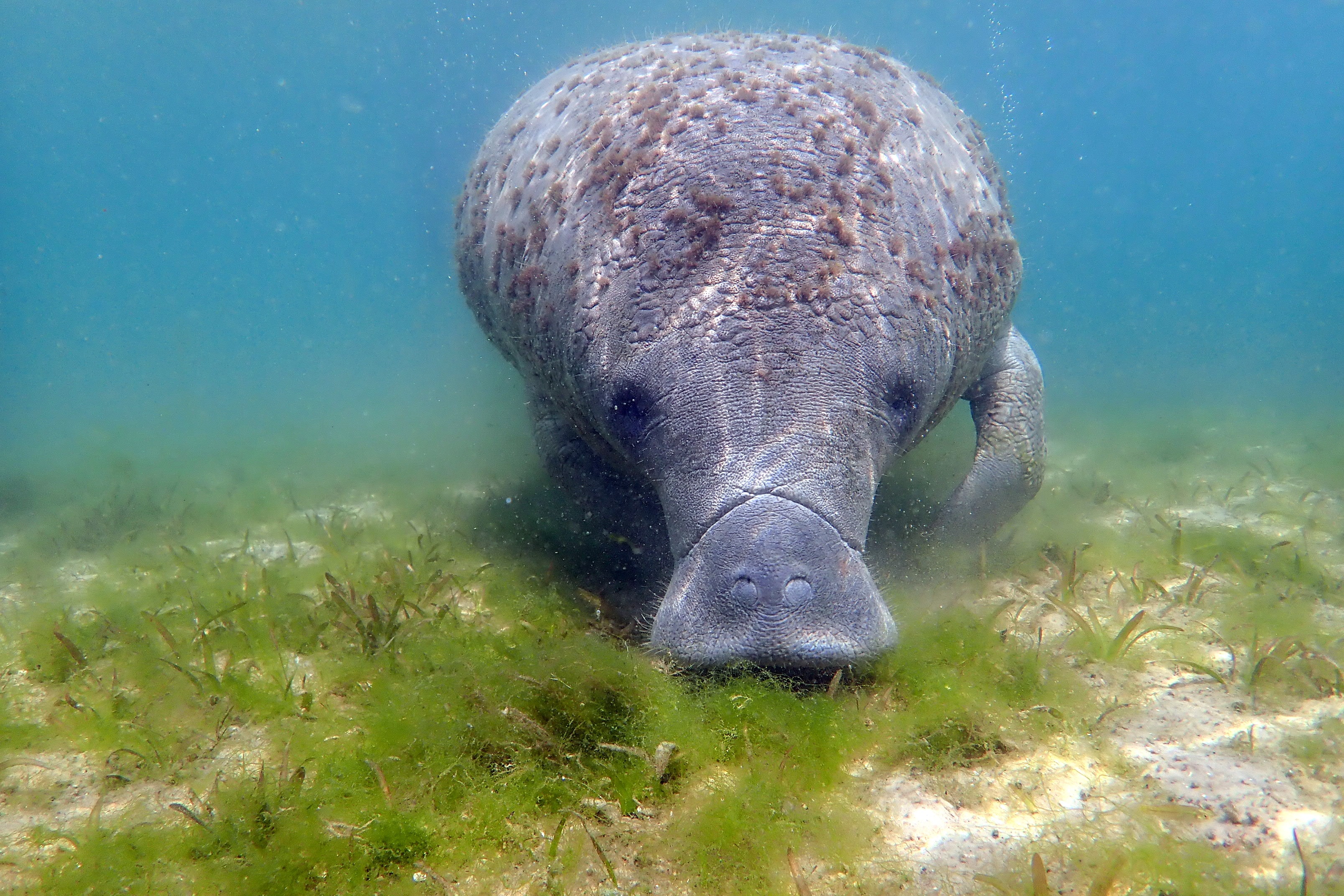 Florida manatee swimming with seagrass in Silver River spring